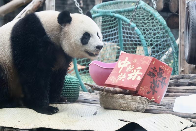 图为游客拍摄大熊猫「吉年」。（中新社）