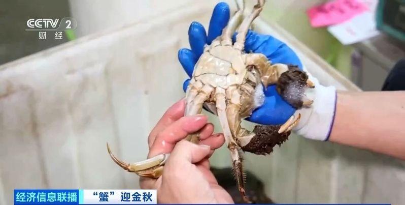 挑蟹师不光会挑还会看，螃蟹容易死，怎么预防很重要。（视频截屏）