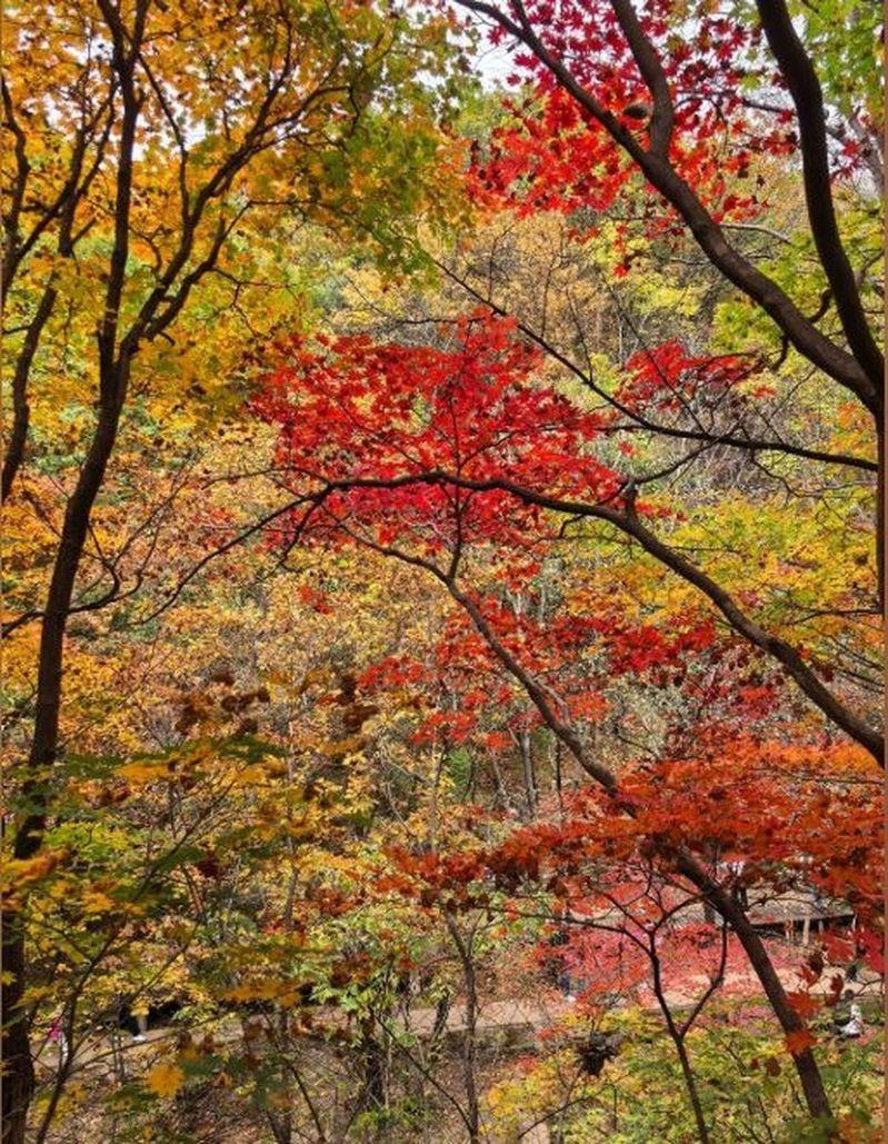 老边沟风景区禁止游客捡枫叶。（取材自文旅本溪）