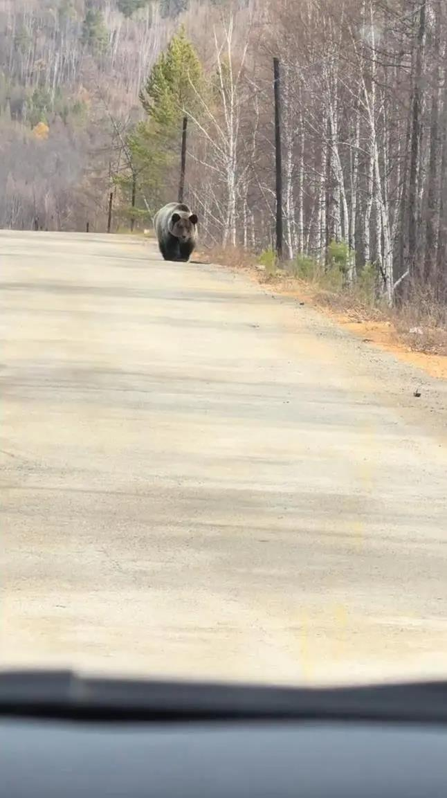 大兴安岭一道路旁出现野生棕熊。(取材自极目新闻)