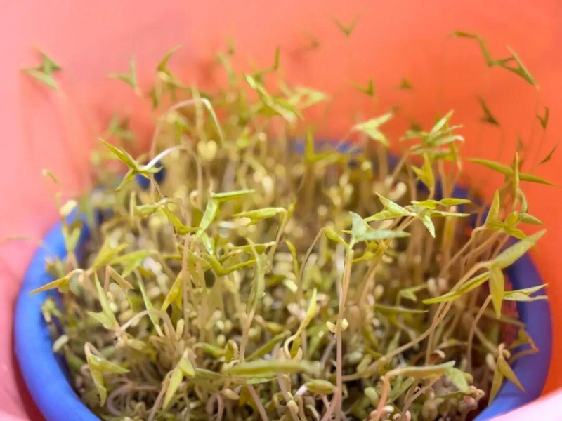 为了完成孩子的观察作业,许多家庭长假出游时还提着一桶绿豆。(取材自橙柿交互)