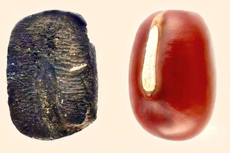 颠覆性实证 山东发现9000年前炭化小豆 打破「日本小豆起源论」 考古出土炭化小豆与现代小豆样品。(取材自南昌晚报/山东大学供图)
