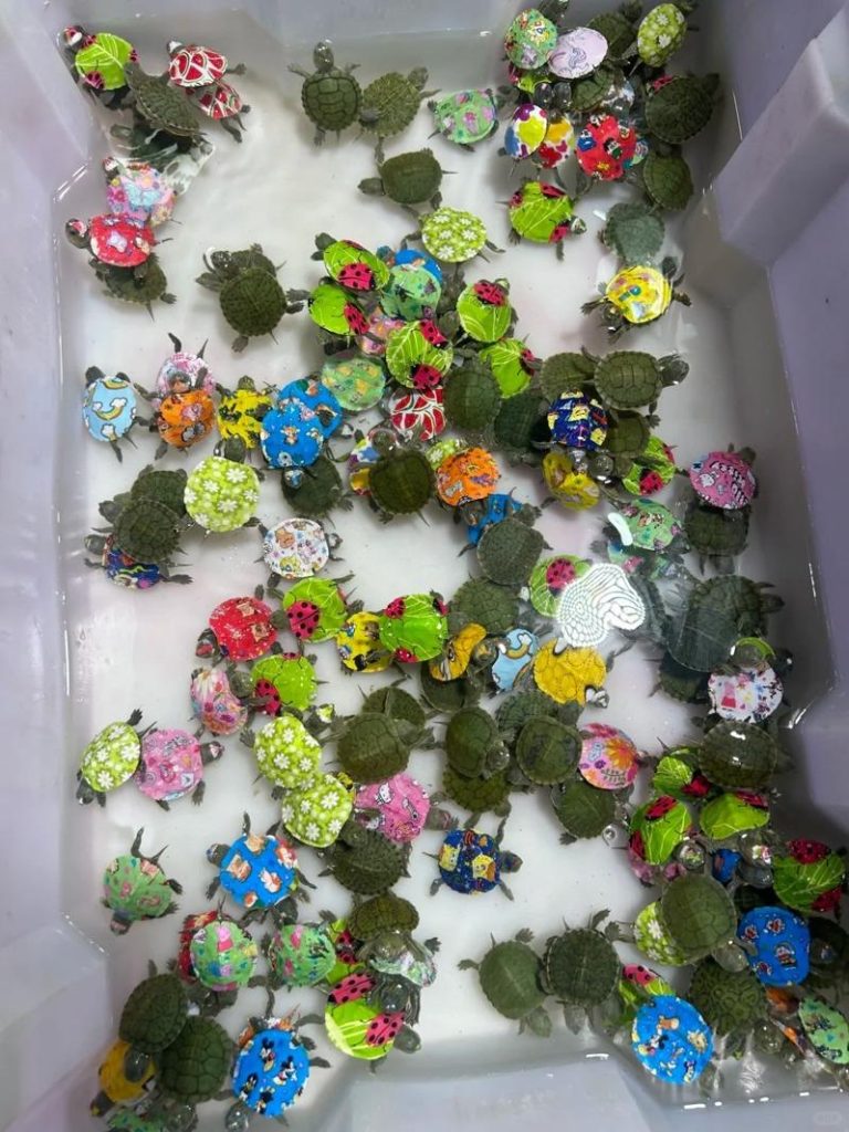 浙江一家亲子酒店在客人退房时，免费赠送青蛙、乌龟等活体动物，引发网友挞伐；示意图。（取材自小红书）