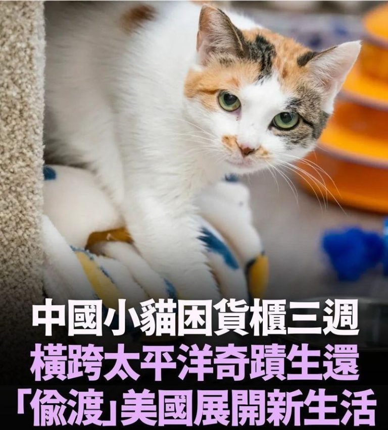 小猫瘦骨嶙峋但没有外伤。（取材自Vista看天下／视频截屏）