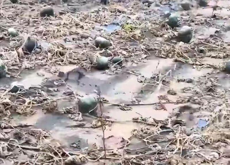 这些蔬菜是农民觉得品相差没法在出售的「边角料」。(视频截屏)