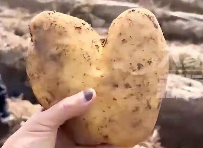 这些蔬菜是农民觉得品相差没法在出售的「边角料」。(视频截屏)