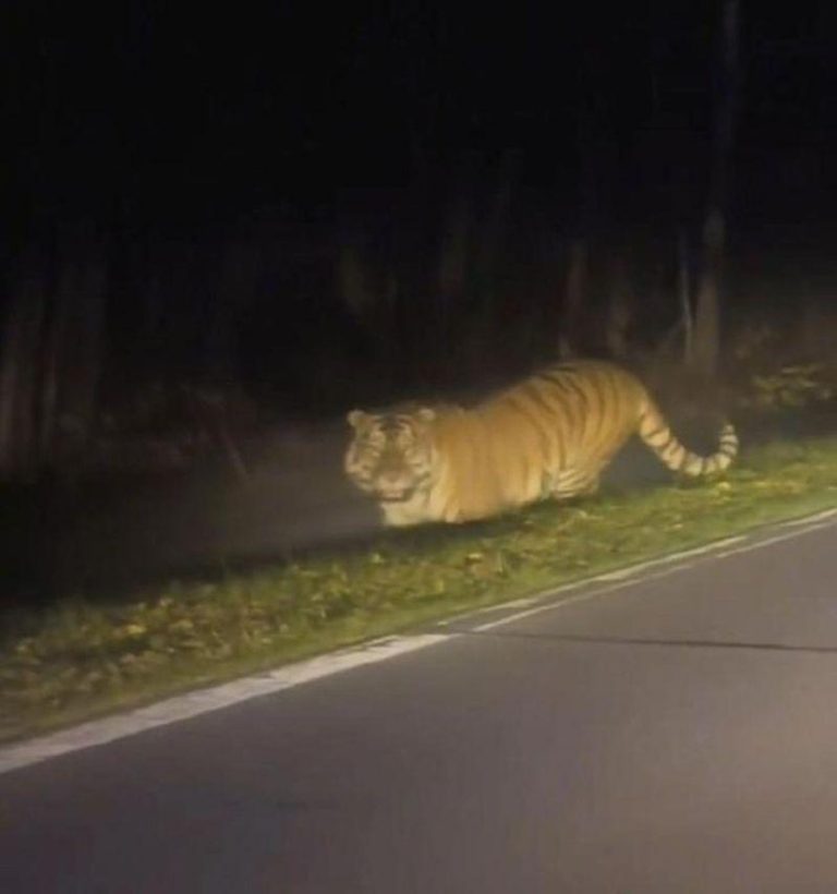 叫大哥…长白山再现野生虎踪? 自驾男大喊与虎对视5秒 网友发影片称遇到野生东北虎。(视频截屏)