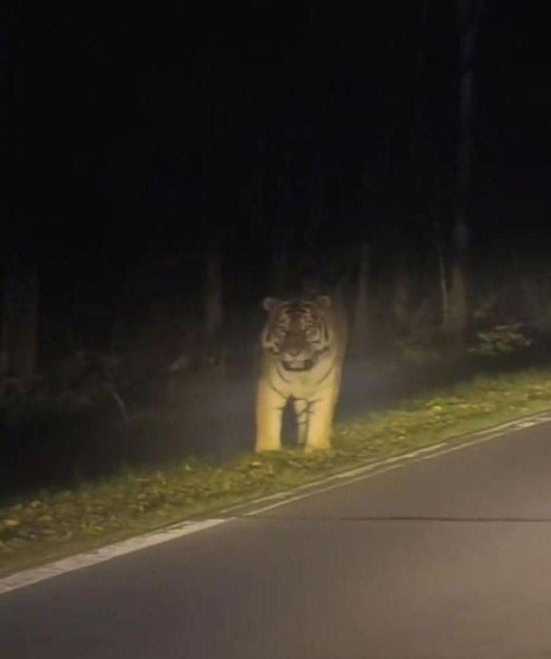 网友发影片称遇到野生东北虎。(视频截屏)