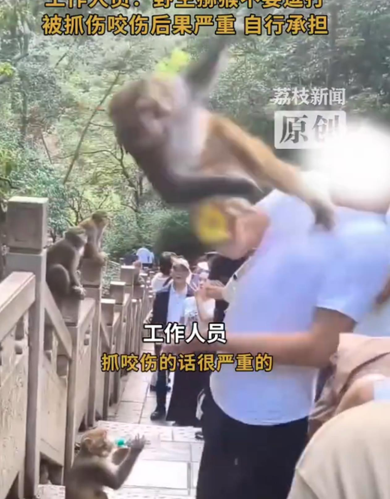 贵阳黔灵山公园发生「人猴大战」。（视频截屏）