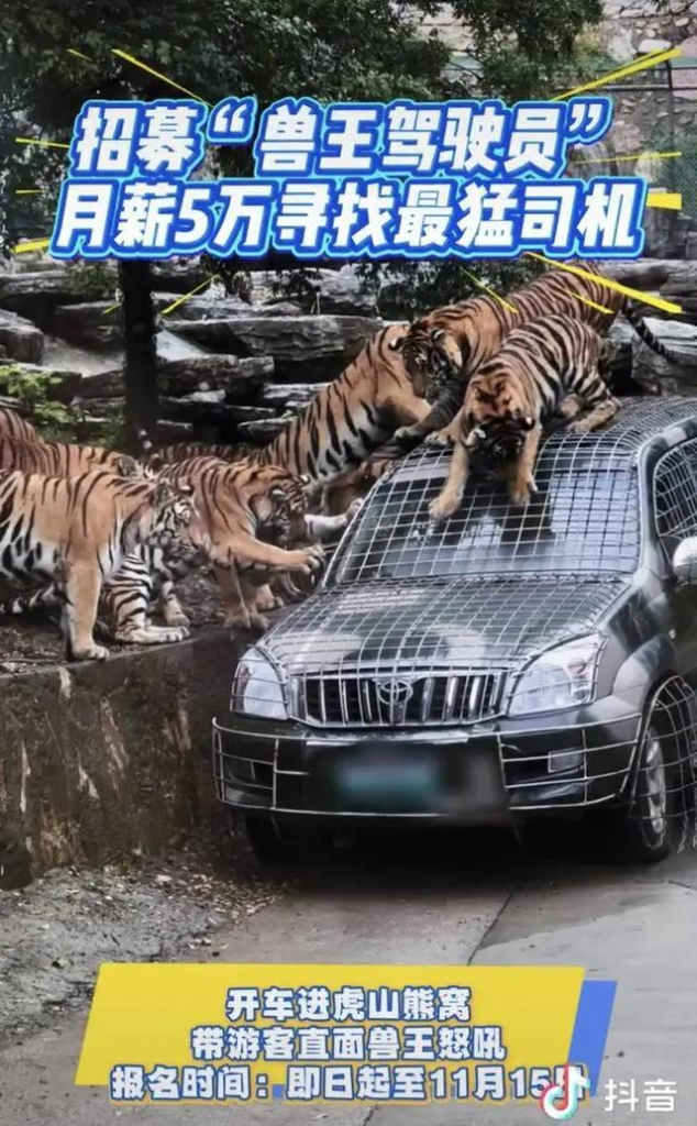 洛阳一野生动物园招募「兽王驾驶员」，要开车进虎山熊窝，带游客直面兽王怒吼还要投喂，已有2000多人报名。（取材自封面新闻／抖音截屏）