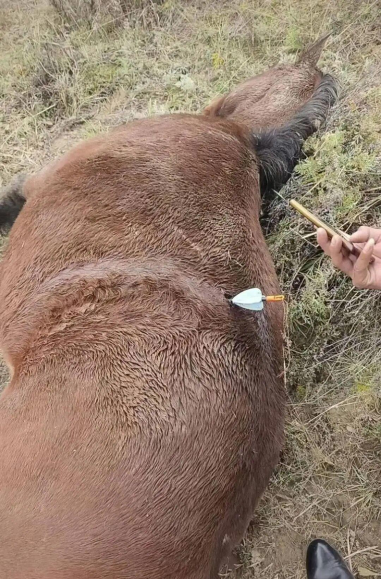 多地动物遭无人机投箭射杀盗窃 养殖场主:再不管就是人被杀 马匹被无人机投箭射杀。(取材自扬子晚报)