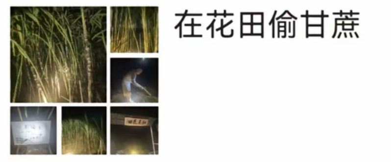 浙江一「可偷甘蔗地」成打卡点，上百网友深夜体验。(取材自潇湘晨报)