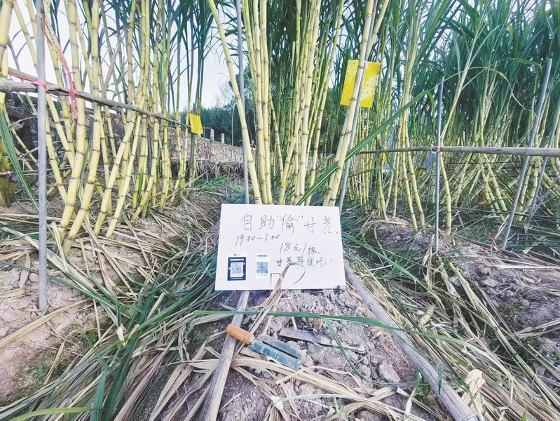 浙江一「可偷甘蔗地」成打卡点，上百网友深夜体验。(取材自潇湘晨报)