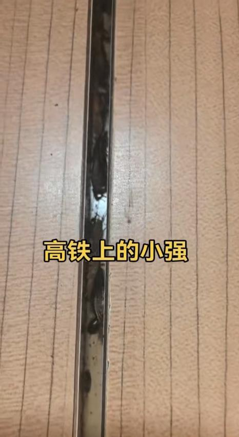 乘客实拍高铁车厢缝隙爬满蟑螂，列车员回应已联系防疫站消杀。(取材自大风新闻)