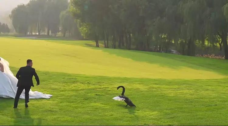 新郎丢捧花想赶走黑天鹅。（取材自潇湘晨报）