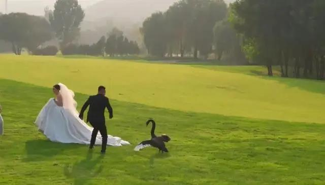 新郎丢捧花想赶走黑天鹅。（取材自潇湘晨报）