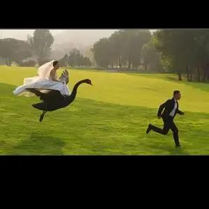 新郎丢捧花想赶走黑天鹅。（取材自潇湘晨报）