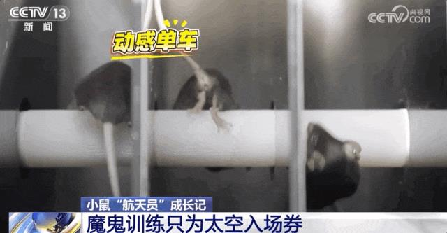 神舟21号这次任务将由三名太空人张陆(中)、武飞(右)、张洪章三人负责,张陆担任指令长。(新华社)