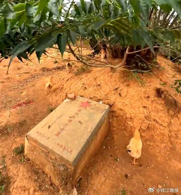 湖南永州一烈士墓地近日变成养鸡场。(取材自极光新闻)
