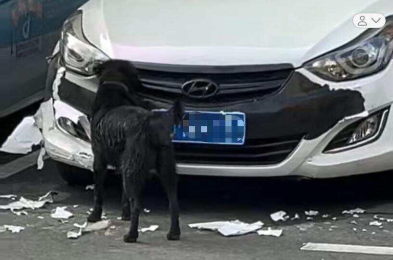 肇事黑狗正在啃车。（取材自羊城晚报）