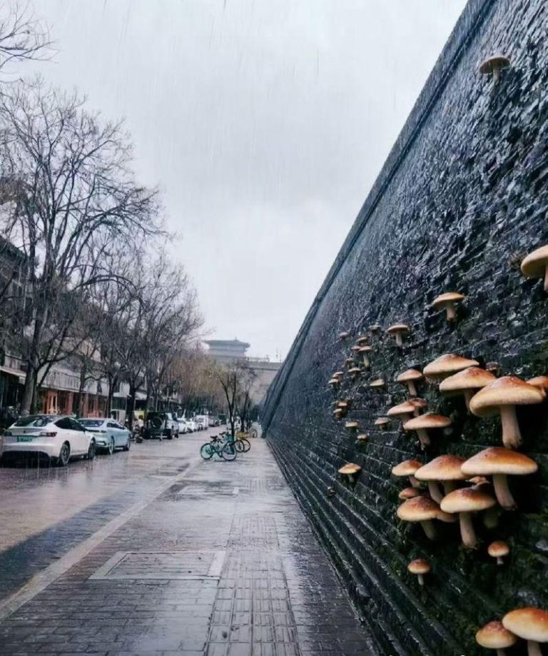 西安遍地长出蘑菇。（取材自微博）