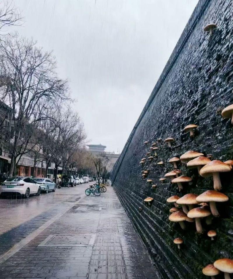 西安遍地长出蘑菇。(取材自微博)