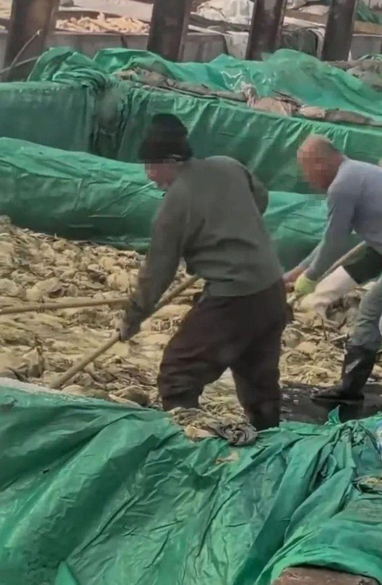 超恶心…辽宁酸菜工人边抽烟还乱吐 影片流出网炸锅 影片中工作男子(左)全程抽着烟。(视频截屏)