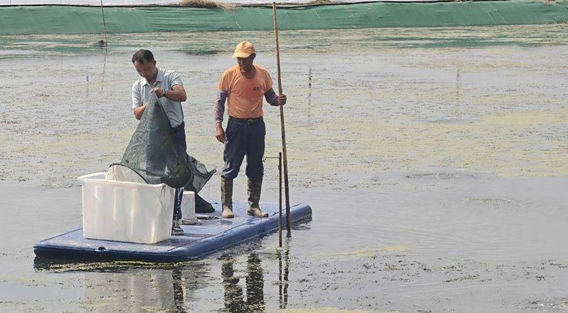 成熟大闸蟹与未成熟大闸蟹的对比,青壳为成熟大闸蟹。(取材自中国商报)