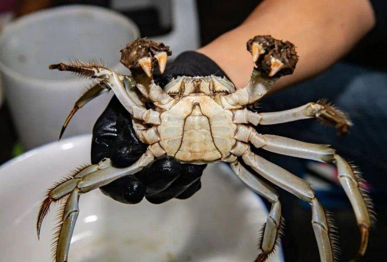 成熟大闸蟹与未成熟大闸蟹的对比,青壳为成熟大闸蟹。(取材自中国商报)