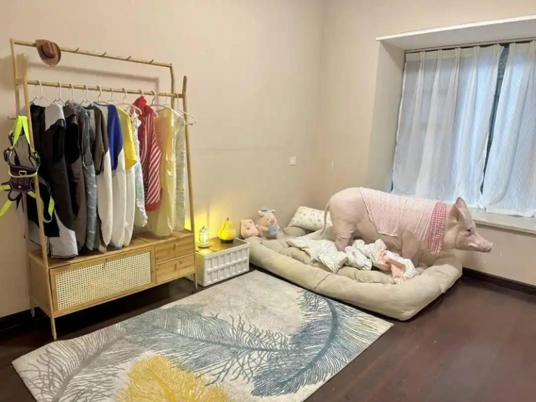 猪蹄花的「私猪卧室」。（取材自封面新闻）