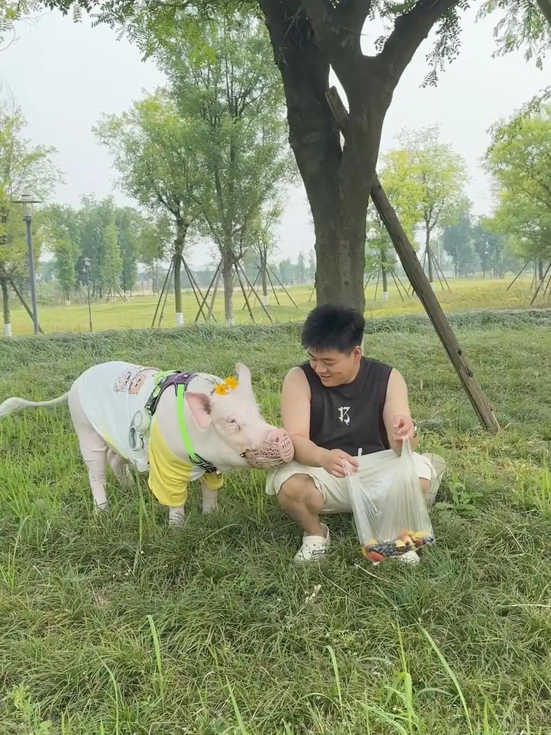 猪蹄花的「私猪卧室」。（取材自封面新闻）