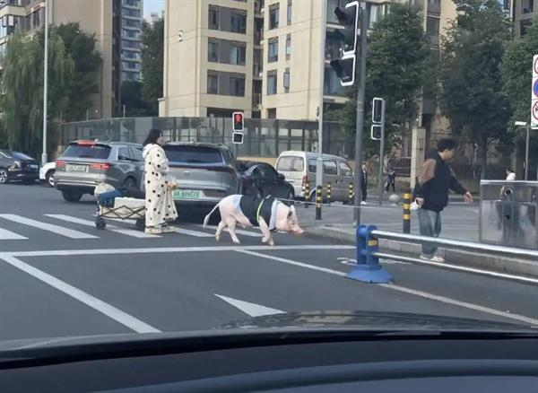 猪蹄花的「私猪卧室」。（取材自封面新闻）