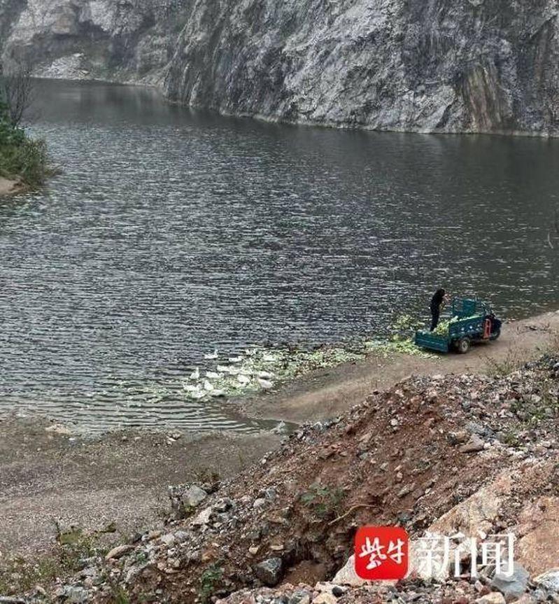 湖中漂浮的烂菜叶和死鸭。（取材自紫牛新闻）