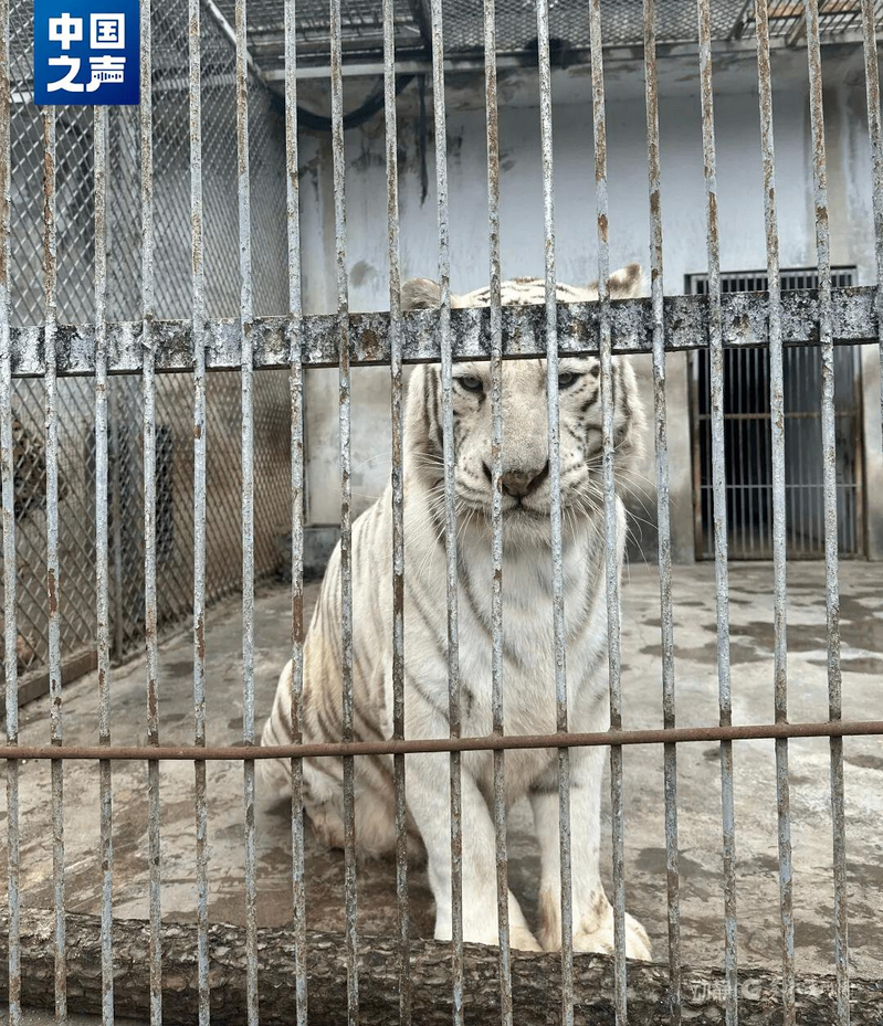 凯里动物园里的动物大都看来颇有「亲和力」且头好壮壮。(取材自中国之声)