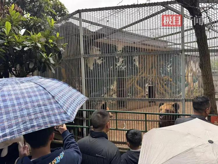 凯里动物园里的动物大都看来颇有「亲和力」且头好壮壮。(取材自中国之声)