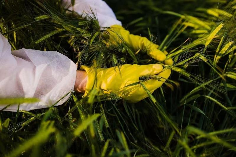 中国国安部指控,境外间谍情报机关违法取得中国大豆、玉米、稻米种子等农作物基因数据,对中国粮食安全带来严重危害。(取材自微信)