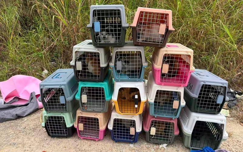 划桨板的目击者救下落水小猫。(视频截屏)