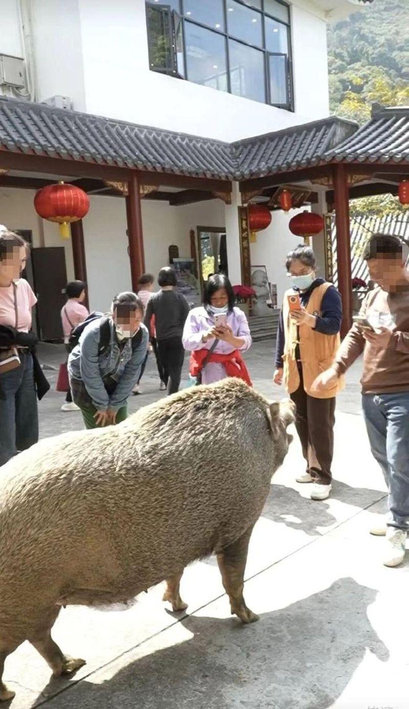 通人性的「猪五妹」个性温和。(取材自封面新闻)