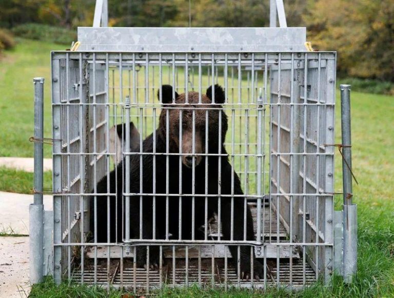 共同社8日引述山形县警报导，一头熊于当地时间下午2时15分左右闯入山形县新庄市的JR新庄站，并停留在新干线车库内，JR员工随后报警处理。 （示意图／路透）