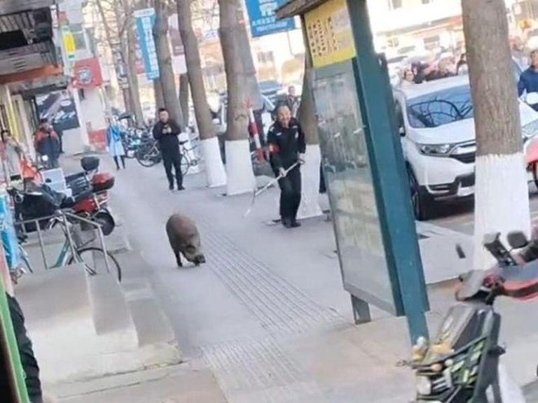 辽宁省丹东凤城的民警试图抓捕野猪。（视频截屏）