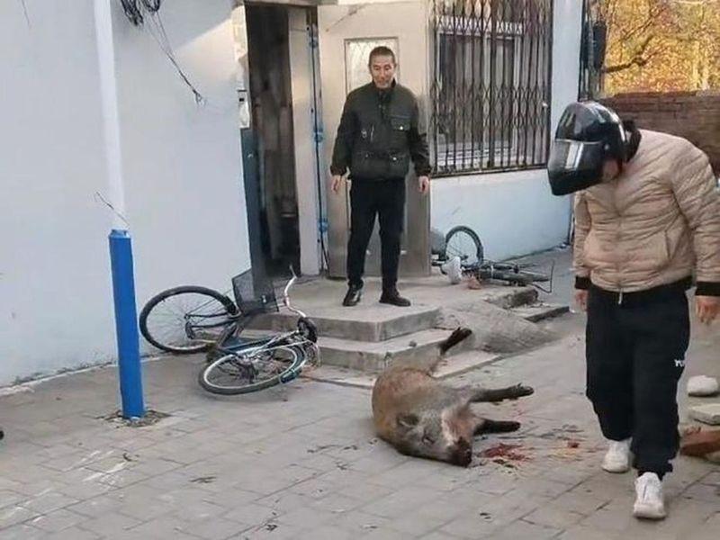 辽宁省丹东凤城的民警试图抓捕野猪。（视频截屏）