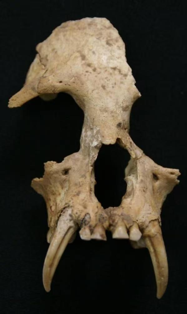 秦始皇祖母夏太后陵墓出土的长臂猿，被确认为新物种—帝国君子长臂猿头骨。 （取材自陜西省考古研究院）