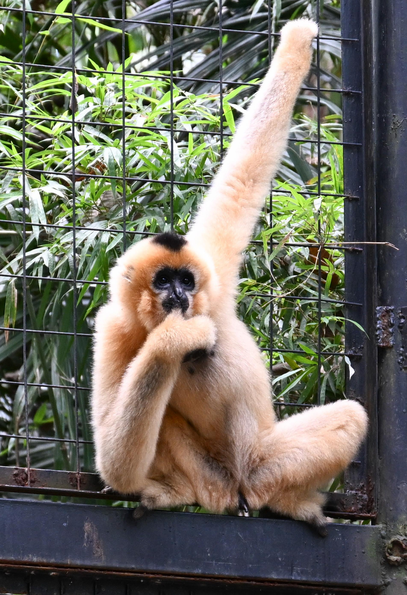 秦始皇祖母夏太后陵墓出土的长臂猿，被确认为新物种—帝国君子长臂猿头骨。 （取材自陜西省考古研究院）