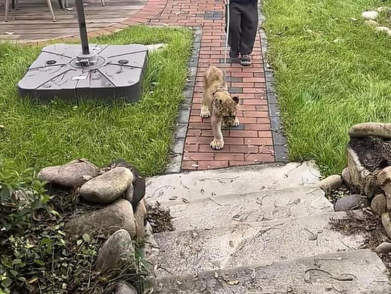 小狮子进房叫醒你…江苏酒店推交互服务 1天限量20间 小狮子被工作人员牵着。(取材自封面新闻)