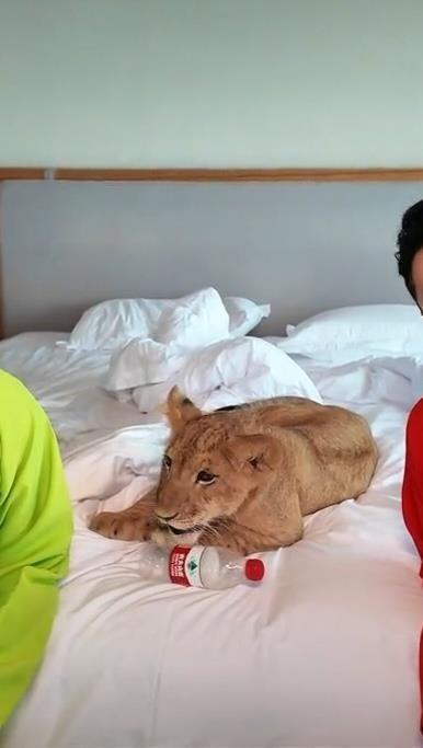 小狮子被工作人员牵着。(取材自封面新闻)