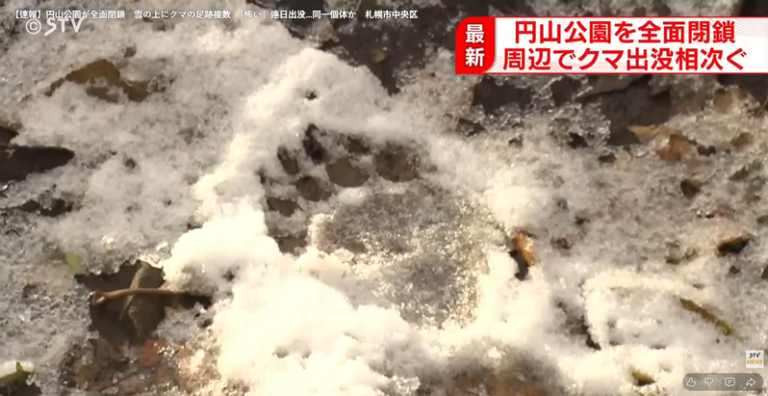 日本北海道札幌市中央区的圆山动物园月9日上午出现多个棕熊脚印后，11日上午又有附近居民报警指出，疑似棕熊的足迹一路延伸往山区方向。（取材自 YouTube / STVニュース北海道）