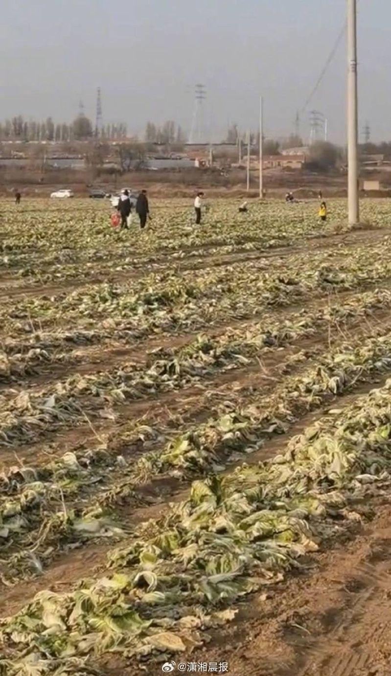 李先生的白菜地遭哄抢,损失将近百万元人民币。(取材自微博)