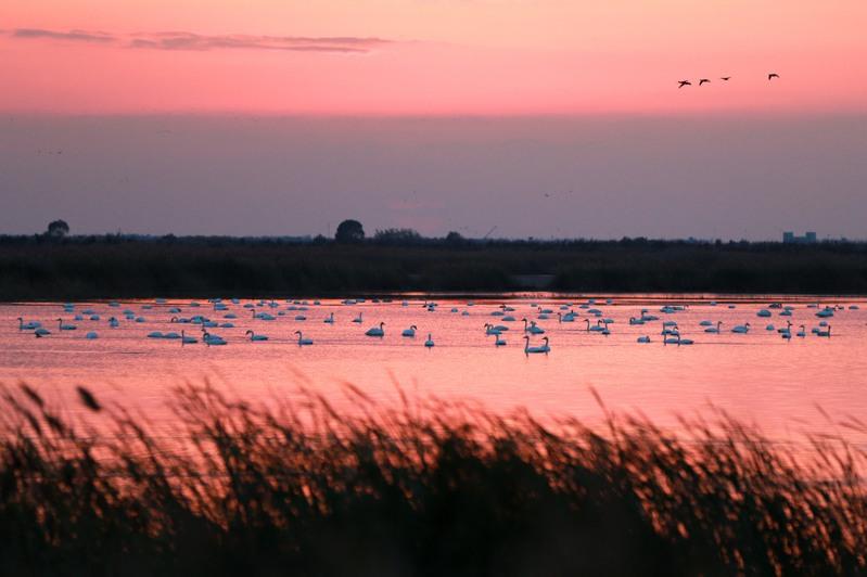 滨海大道附近,正靠近鸟群的无人机。(取材自中新周刊)