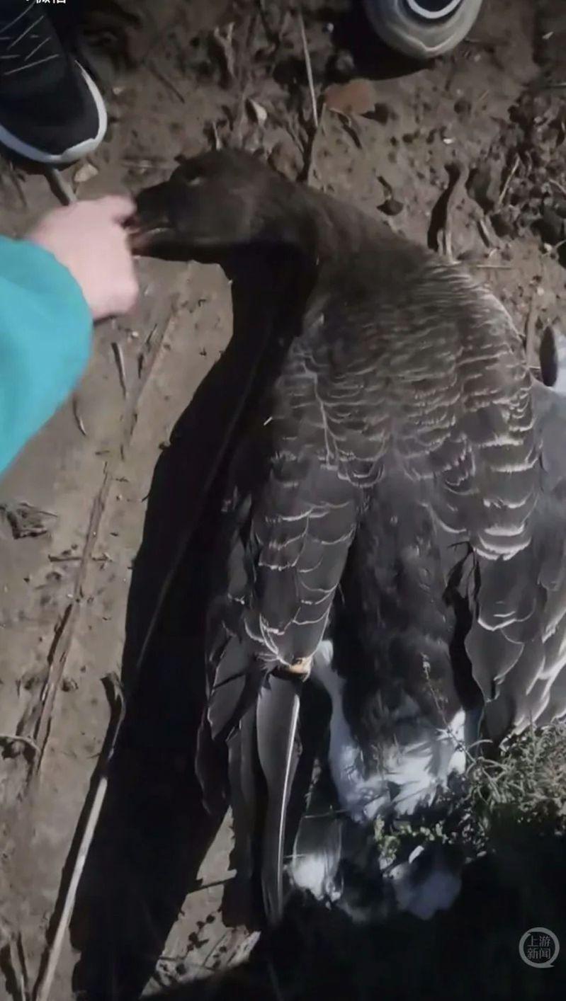 滨海大道附近,正靠近鸟群的无人机。(取材自中新周刊)