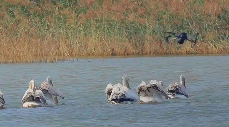 滨海大道附近,正靠近鸟群的无人机。(取材自中新周刊)